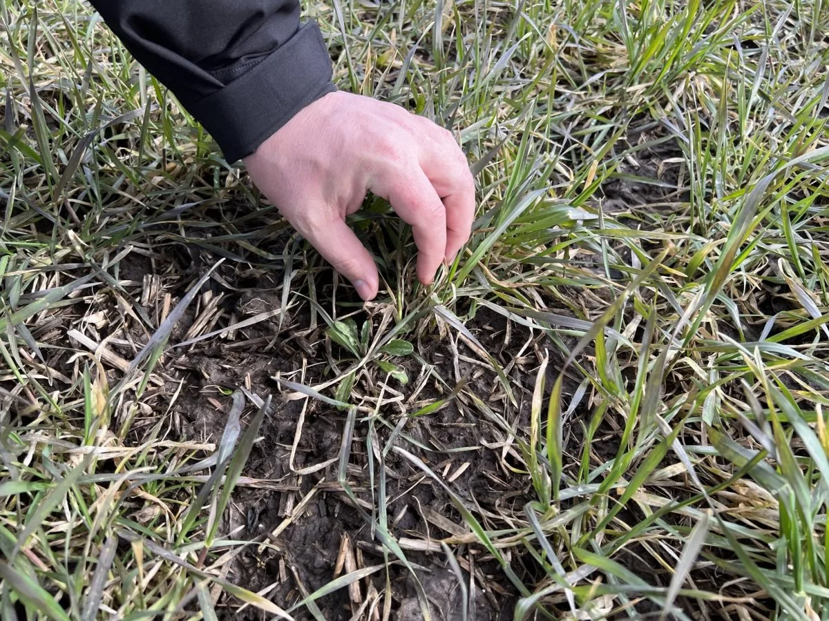 I marken her er der en plet på 50 gange 50 meter med kornblomst. Her er det oplagt at sætte ind ved at øge doseringen af Rexade til 50 gram pr. hektar. Fotos: Kasper Stougård