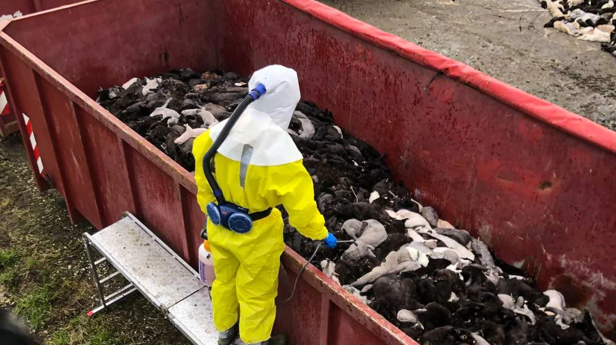 Millioner af mink blev aflivet i efteråret 2020. Men selv om der er en politisk aftale, der sikrer minkavlere og følgeerhvervet små 19 milliarder kroner, har Fødevarestyrelsen blot udbetalt den endelige erstatning for nedlukning i ét tilfælde, viser en oversigt fra Fødevarestyrelsen. Foto: Brian Langballe Kristensen