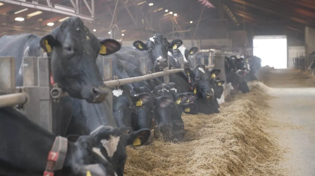 Hos Carsten Hedegaard går køerne på dybstrøelse. Det har givet udfordringer i forhold til regler omkring opbevaring af dybstrøelsen inden afhentning til biogas. Dybstrøelse, som er på vej til biogasanlægget, må nemlig ikke opbevares natten over på en cementplads uden afløb. Privatfoto