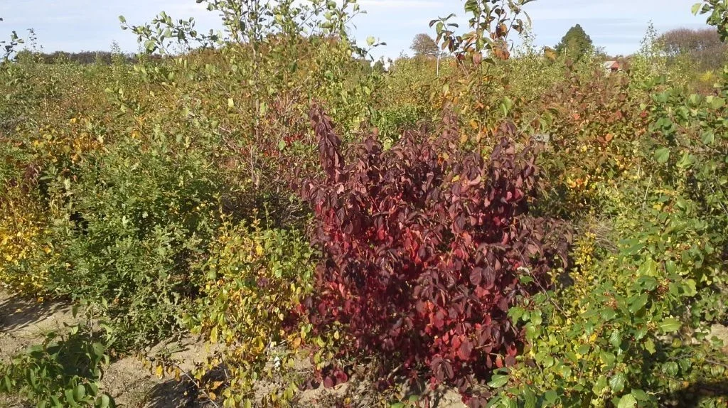 Småbiotoper betragtes ikke som en landbrugsafgrøde og har derfor ingen kvælstofnorm. Foto: Djursland Landboforening