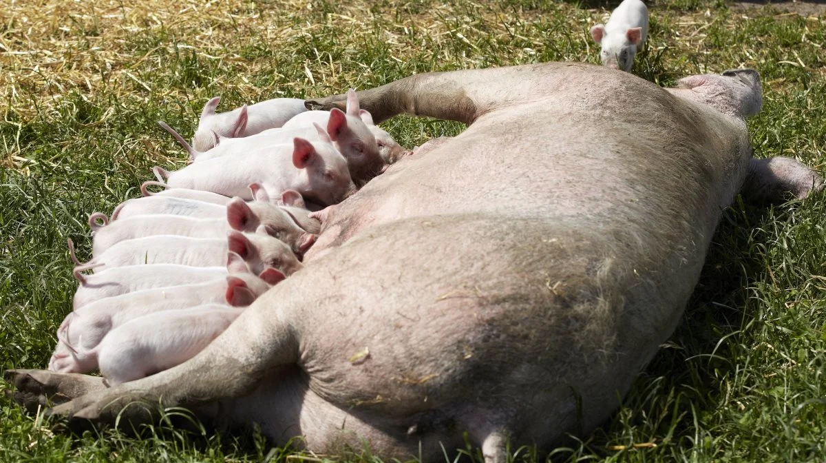 Mere end hver tredje danske hobbyavler med mellem 1 og 10 grise på friland har enten ikke tilstrækkeligt styr på reglerne for indhegning eller den lovpligtige skiltning om, at fodring er forbudt. Arkivfoto