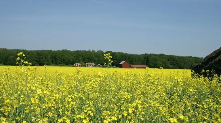 Arkivfoto: Karsten Himmelstrup