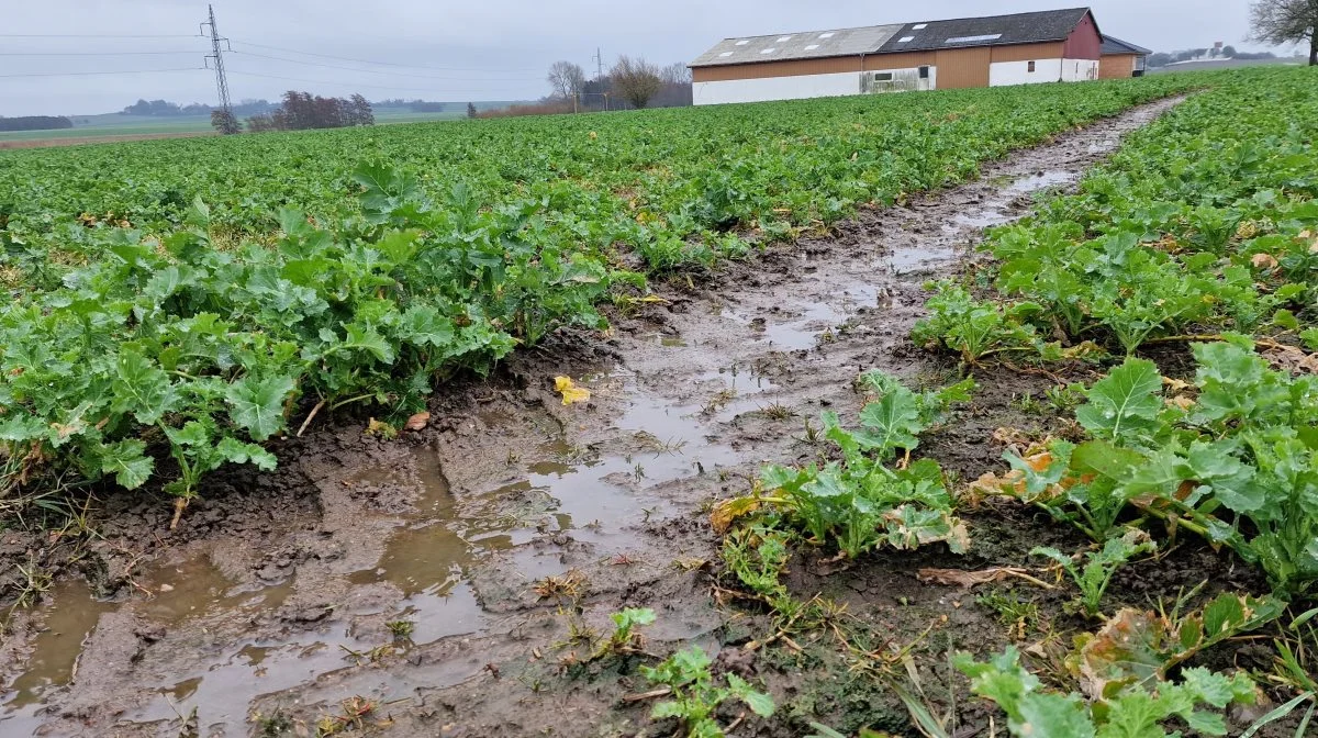 I går fredag formiddag silede regnen ned over vinterrapsen ved Vemmelev på Vestsjælland. Det våde forår presser vinterrapsen. - Vi har set enkelte alvorlige tilfælde med råd – men ellers synes vi, at det ser ud til, at der er liv nu, lyder det fra Hans Jørgen Bak. Foto: Jørgen P. Jensen