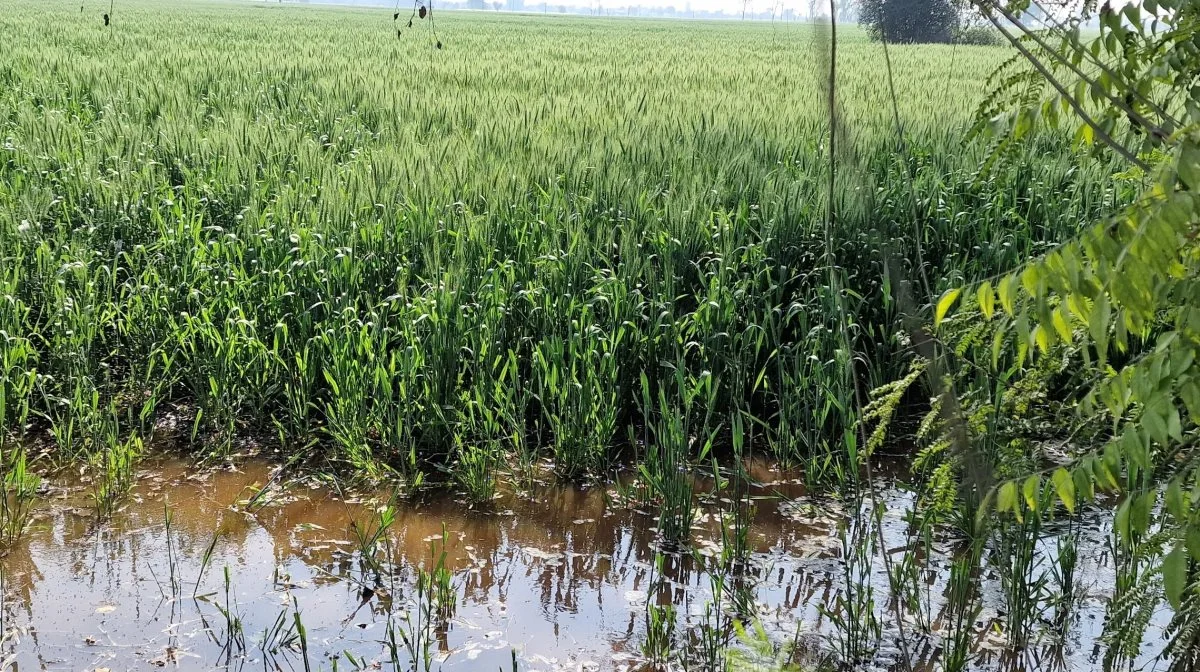 Selv i stegende sol vandes der så meget, at hveden står i vand. 
- Jeg forudser store problemer med at skaffe grundvand. Tidligere i 1980 kunne vi pumpe vand op blot 14 meter nede, men nu skal vi over 50 meter ned for at nå grundvandet, fortæller Ranbir Singh.