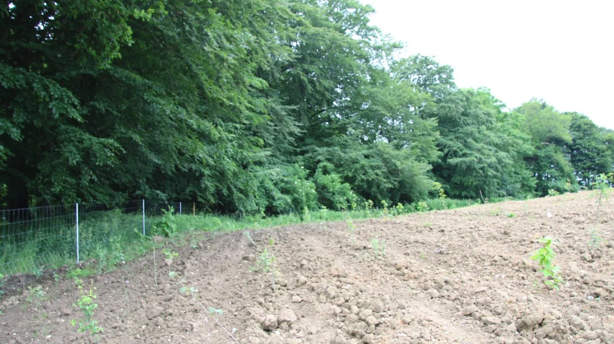 Klimaskovfonden gør det muligt at søge støtte til at rejse skov eller udtage lavbundsarealer. Arkivfoto