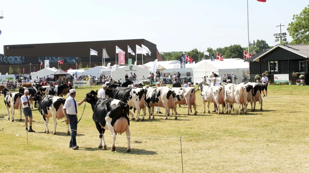 Der bliver igen i år masser af flotte dyr at se og opleve i både den store dyrskuering og de mindre ringe på dyrskuet i Aabenraa. Arkivfoto: John Ankersen