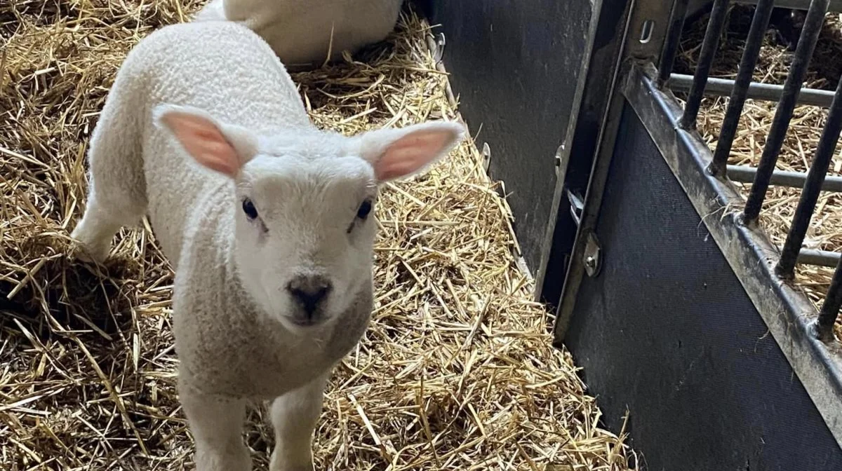 Trods sekslinger var alle levedygtige ved fødslen. Foto: Facebooksiden Brøggers Texel