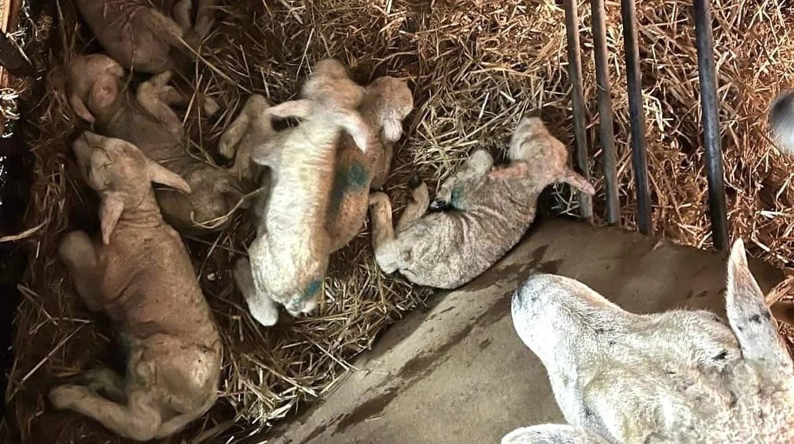 I Hadsten har et får fået sekslinger. Foto: Facebooksiden Brøggers Texel