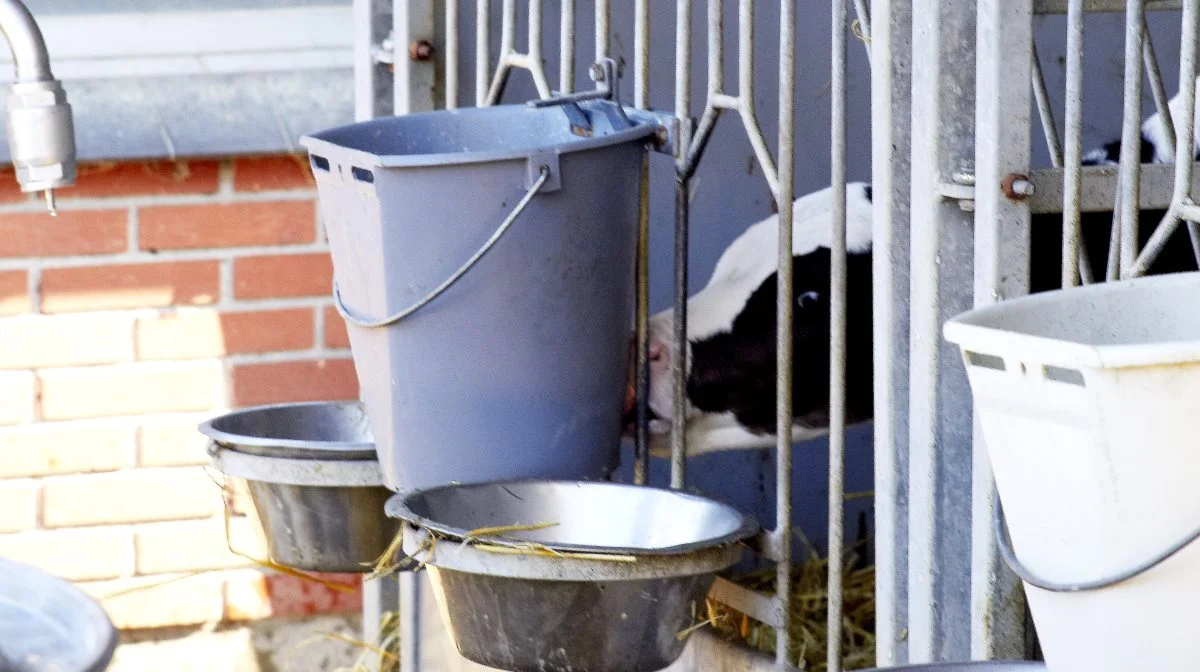 - Vores erfaring er, at kalvene mange steder ikke er vilde med at bruge narresutterne. Men hvis man fodrer med suttespande og lader dem hænge 20 minutter efter hver fodring, får kalvene opfyldt deres suttebehov, siger dyrlæge Henrik Læssøe Martin. Arkivfoto: Tenna Bang