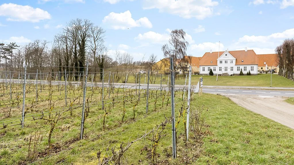 Dyrehøj Vingaard har været inde i en rivende udvikling de sidste 16 år, og der er nu cirka 50.000 vinplanter i jorden. 