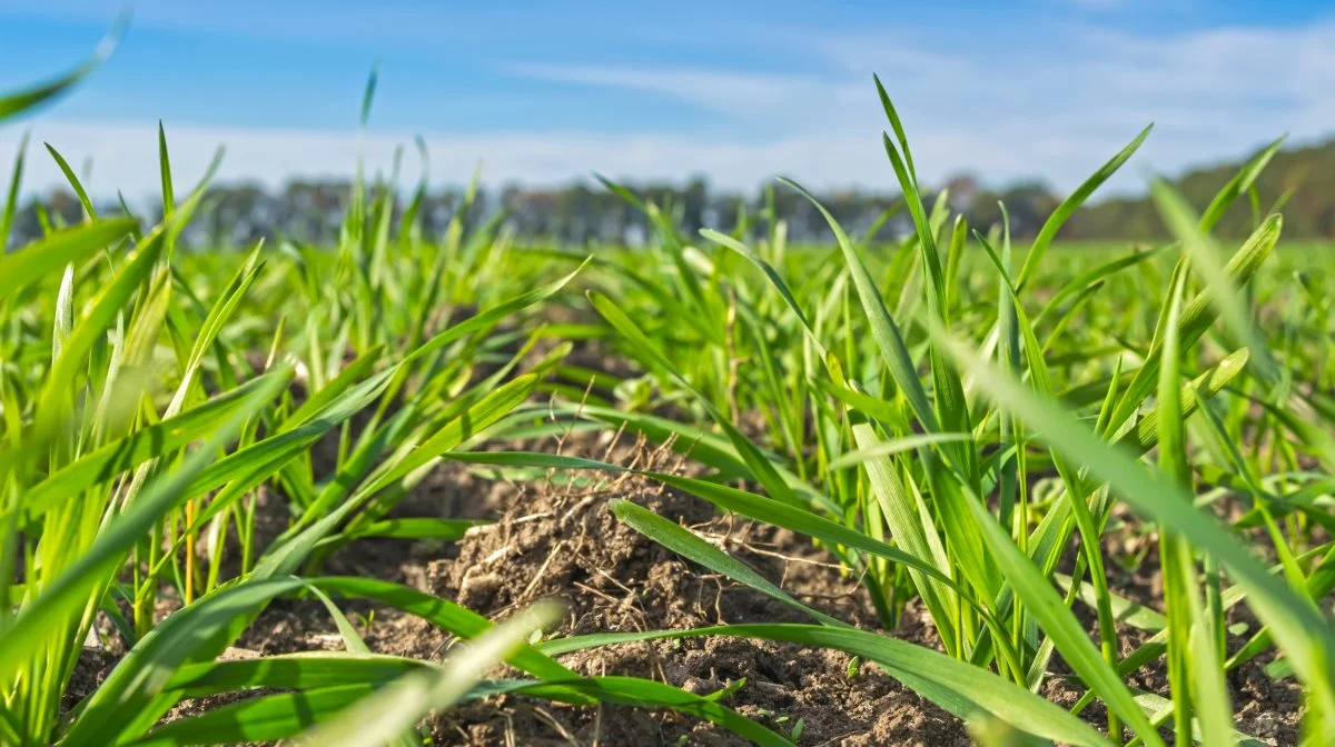 Foto: Syngenta