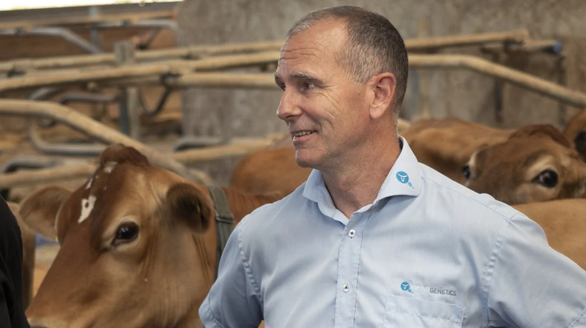 - Inderne ønsker nemlig dansk Jersey med knap så store dyr, høj sundhed og god frugtbarhed, fortæller Peter Larson, Vikinggenetics. 