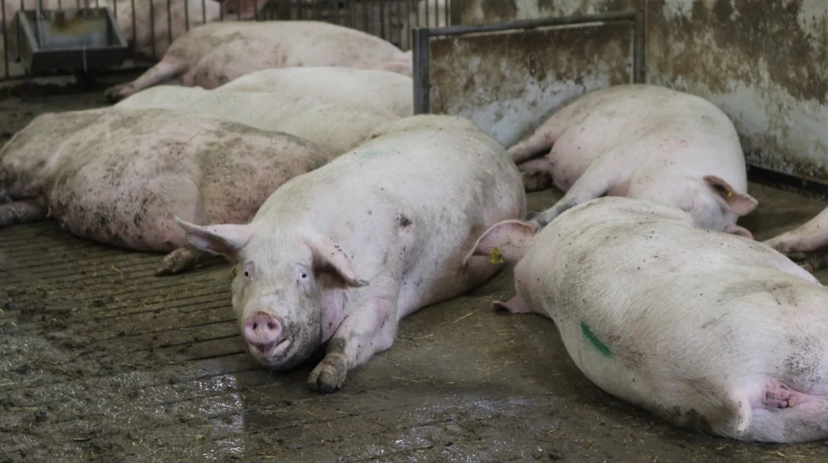 Resultatet af den amerikanske svinetælling 1. marts 2023 er blevet offentliggjort af det amerikanske landbrugsministerium USDA. Arkivfoto: Christian Carus