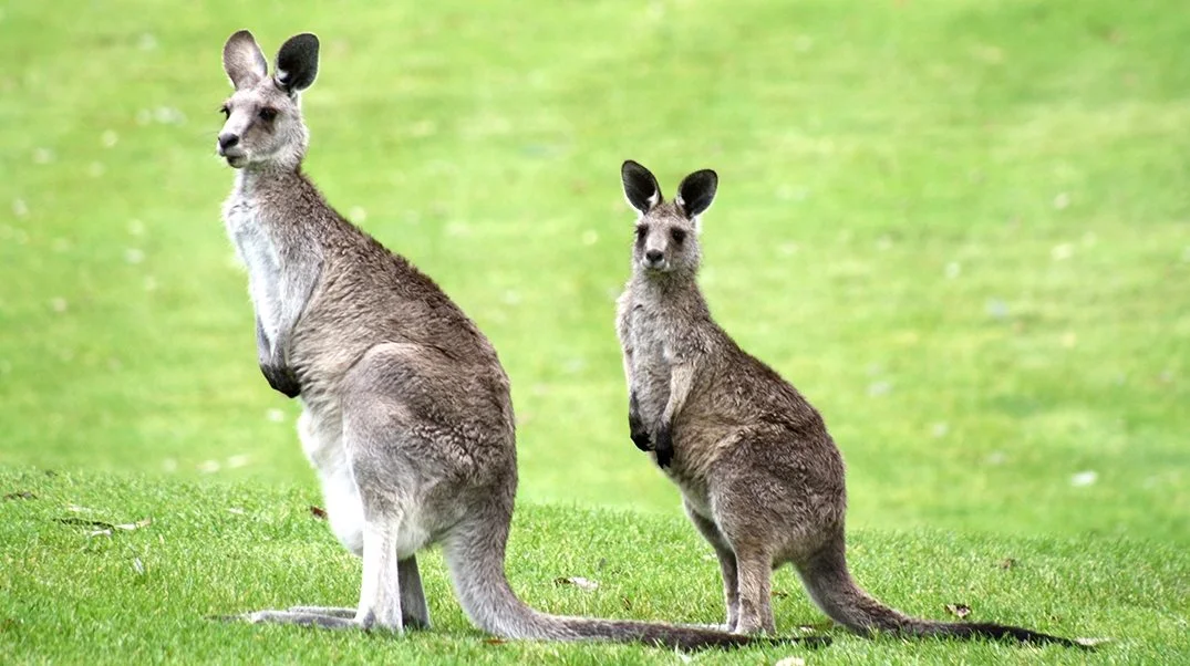 Selvfølgelig skal der kigges lidt på kænguruer, når man er i Australien. Nogle af dem kan endda fodres med hånd. Fotos: Niels Damsgaard Hansen