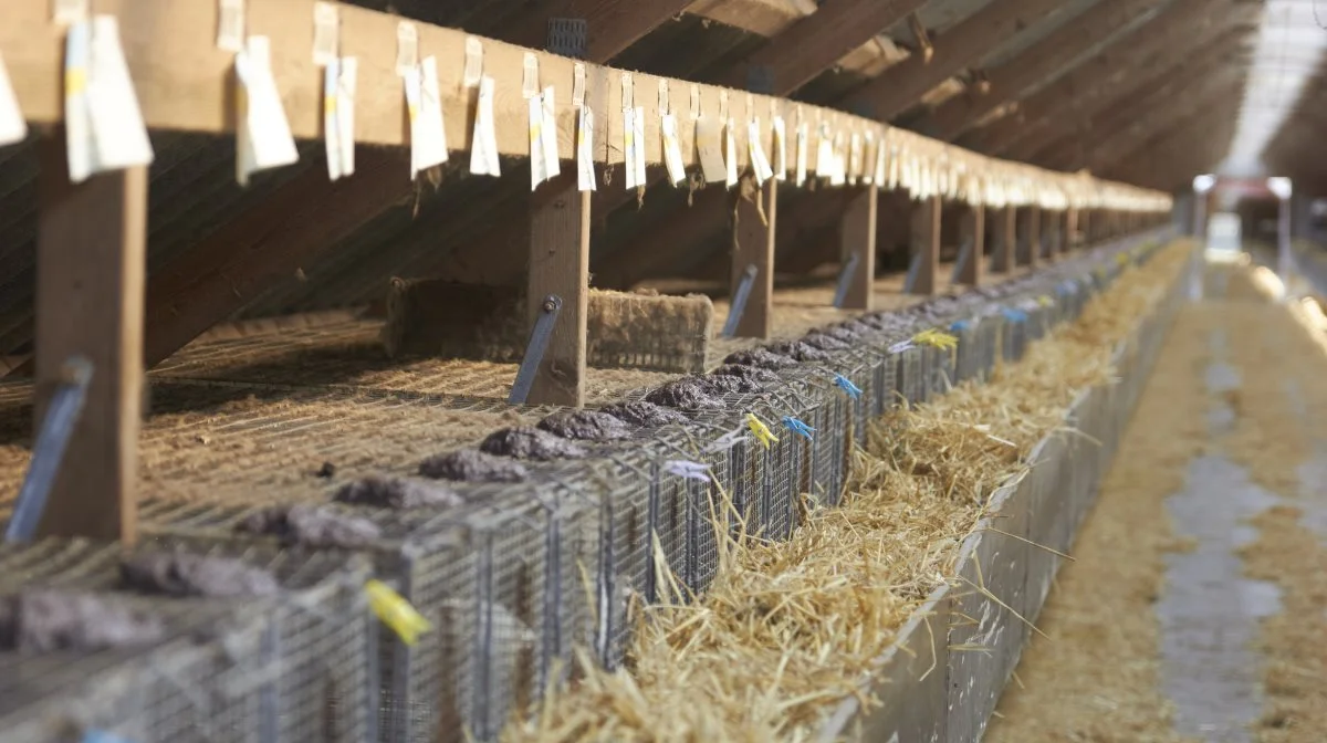 2.100 finske mink er flyttet ind på en farm ved Fjerritslev. Martin Korsbæk er en af blot tre danske avlere, som er startet op med mink igen. Fotos: Tenna Bang