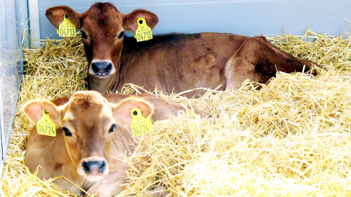 Fra maj måned og til oktober vil Fødevarestyrelsens kontrollere, at kravene til dyrevelfærdsmærket – også kaldet hjerteordningen - overholdes. Det gælder blandt andet, at mælkeproducenter, som leverer kalve til producenter af Dansk Kalv. Her skal kalvene opstaldes to og to, fra de er syv dage gamle.