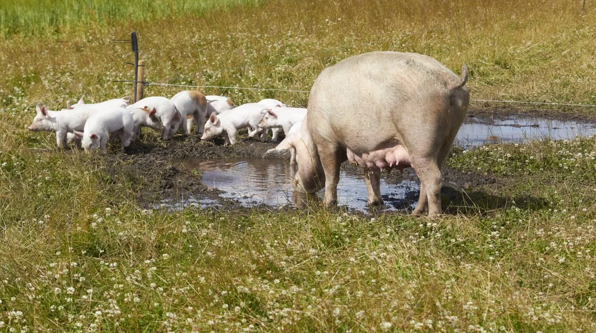 Tirsdag den 2. maj åbner Landbrugets Oplevelsesplads i Holstebro. Arkivfoto: Tenna Bang