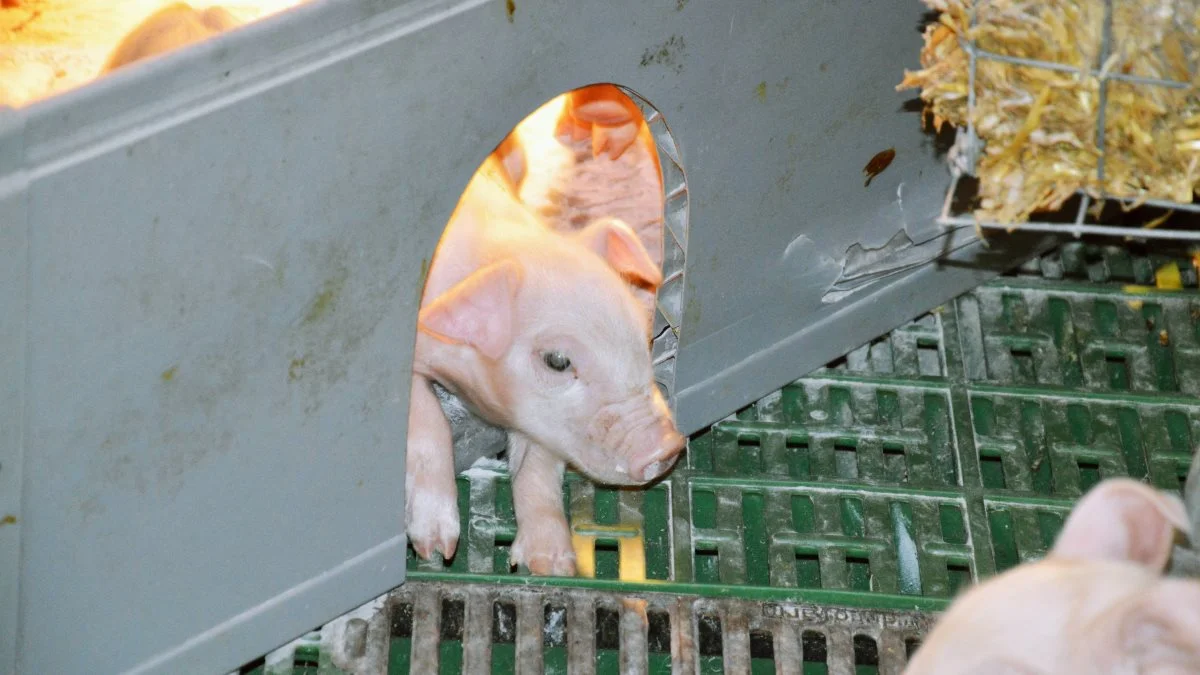 Ø-Vet har otte skarpe råd til reduktion af pattegrisedødelighed i deres seneste nyhedsbrev. De otte råd omfatter blandt andet et optimeret hulemiljø, for eksempel med brug af hundehulsplader. Foto: Camilla Bønløkke