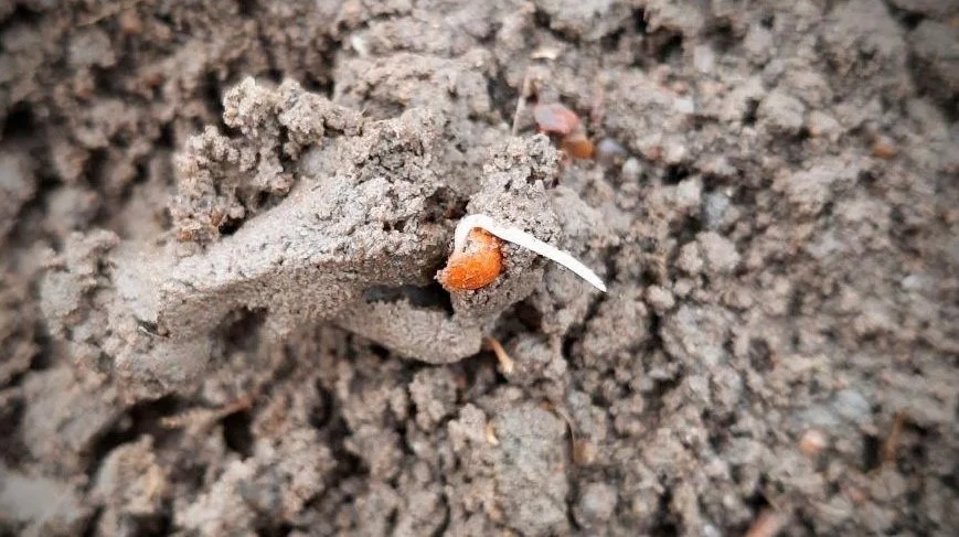 De nysåede roefrø er i gang med at sætte rodspire. Foto: Agricenter