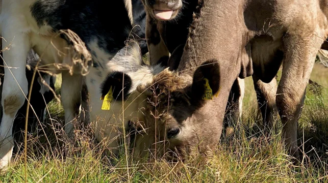 Opsætning af en ny hegnslinje langs Storåen er i fuld gang, hvor hele 154 hektar naturarealer kommer til at indgå i et stort græsningsprojekt. Foto: Sagro