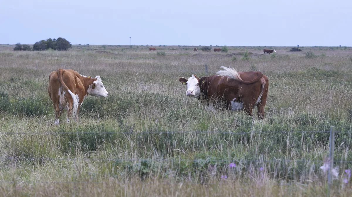 En række af verdens forskere påpeger, at husdyr er undværlige for verden, for menneskers ernæring og i naturens økosystemer. Blandt andet er der typer af plantemateriale, som mennesker ikke kan udnytte, og derfor er det utopi at tro, at mennesket kan klare sig i en plantebaseret verden helt uden husdyr, påpeger en række forskere i fællesskab. Arkivfoto