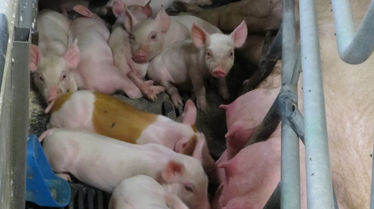 Der er forskel på, hvor meget PRRS-virus, der cirkulerer rundt i den enkelte smittede besætning med egen polteproduktion. Derfor er det ikke usandsynligt, at nogle af poltene ikke på noget tidspunkt siden fødslen er blevet smittede med PRRS af deres stifælder eller fra miljøet. Foto: Erik Kjærgaard Christensen.


