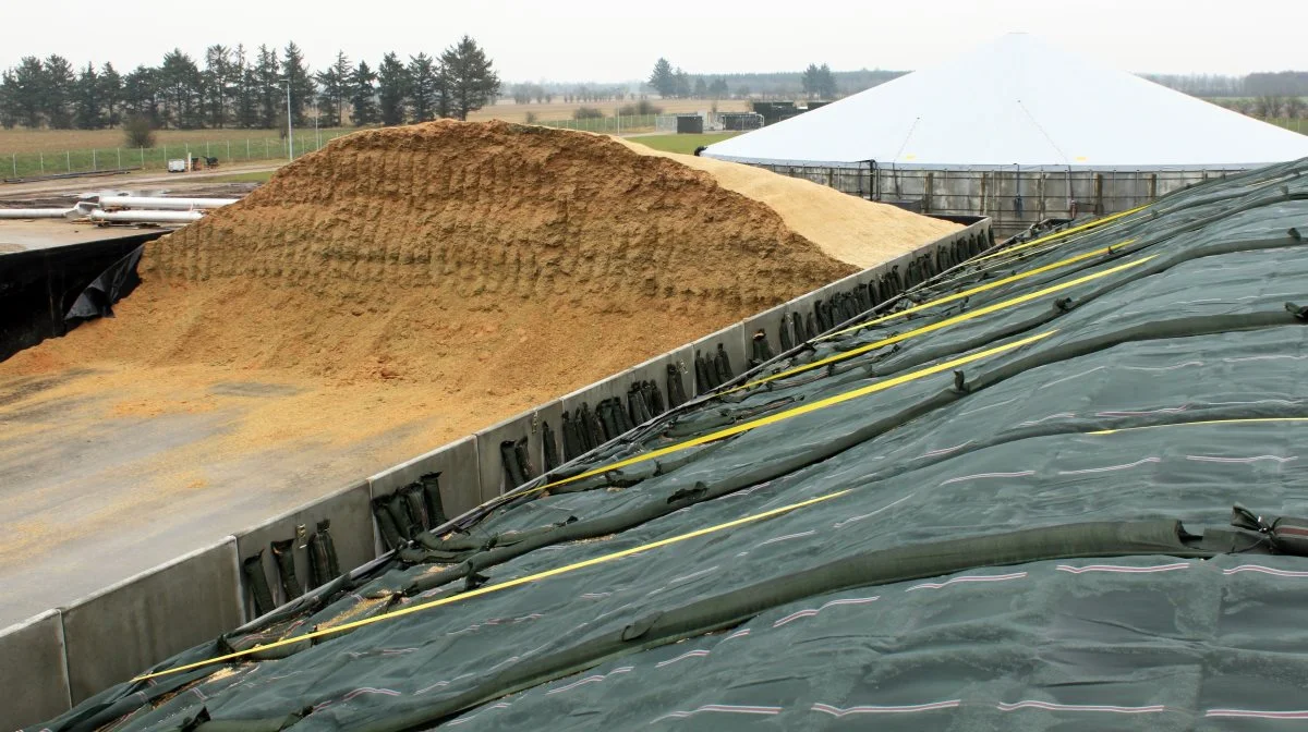 Alle de bakterier, som SH Ensilering bruger i sine ensileringsmidler, kommer fra kvalitets-ensilage. Arkivfotos