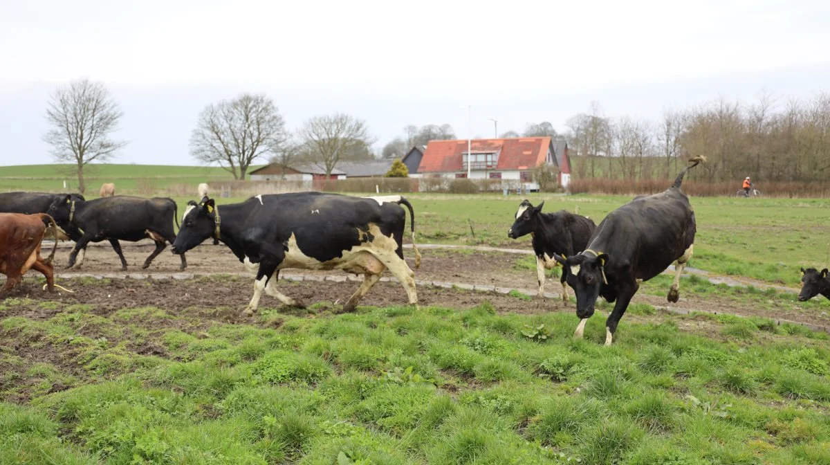 Søndervang i Himmerland lukkede også deres økokøer ud. Foto: Agri Nord