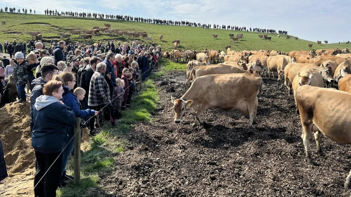 Ved Skive kunne godt 200 jerseykøer løbe ud i solskinnet. Foto: Fjordland