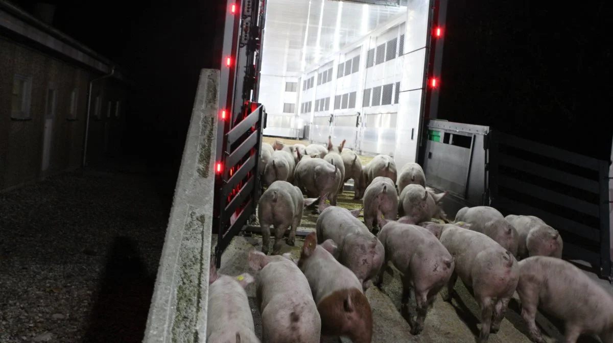 Kostbare, danske smågrise forlader landet i stadig større hast. Konsekvensen er formentlig færre slagtninger, idet slagterierne ikke kan hamle op med konkurrencen fra udlandet, fremgår det af mediet Finans. Arkivfoto: Anne Wolfenberg