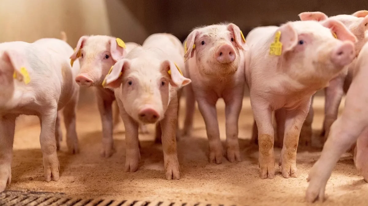 I genetikselskabet er tid og sunde grise de seneste år blevet en stadigt større økonomisk post. Foto: Danish Genetics