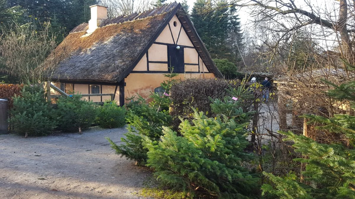 Foto: Danske Juletræer