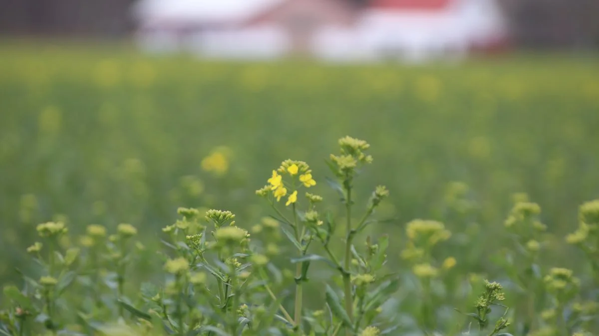 Torsdag blev markerne på Lolland gule af blomsterende raps. Foto: Jørgen P. jensen