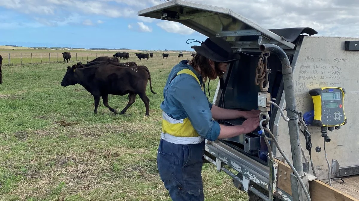 Der foretages øremærkning på den australske farm. 