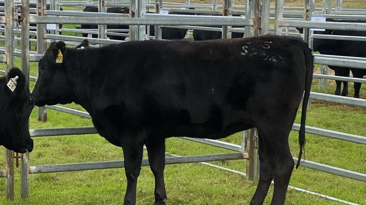 Hver måned slagtes cirka 200 af farmens stude og kvier – seneste slagtning var sidst i marts.