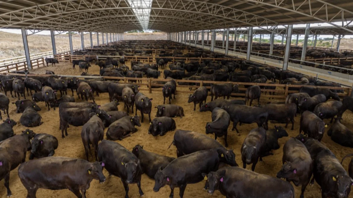 Den australske farm har godt 12.000 dyr af den meget kostbare wagyu-race.