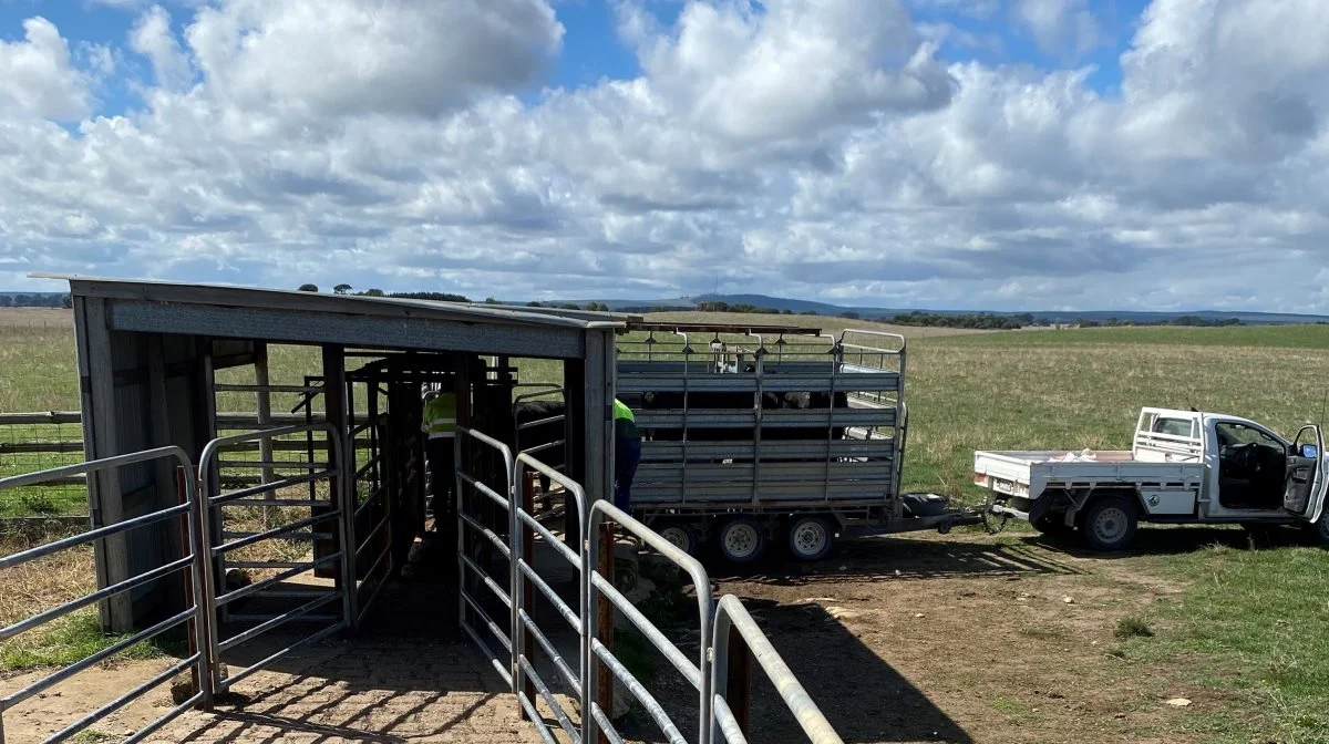 Fangfold på ved de 240 folde på den australske farm.