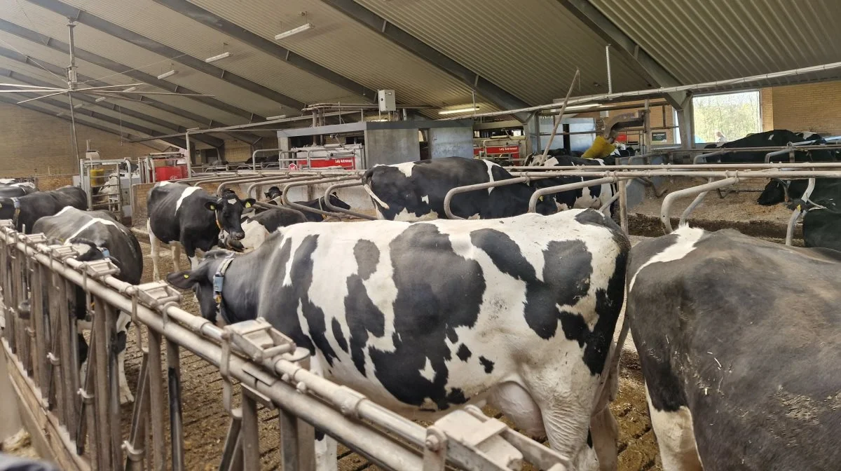 Det er den grå kasse over malkerobotten, der sladrer om metanudledningen for hver ko. Det er et af de forsøg, der er sat i gang på Klink.