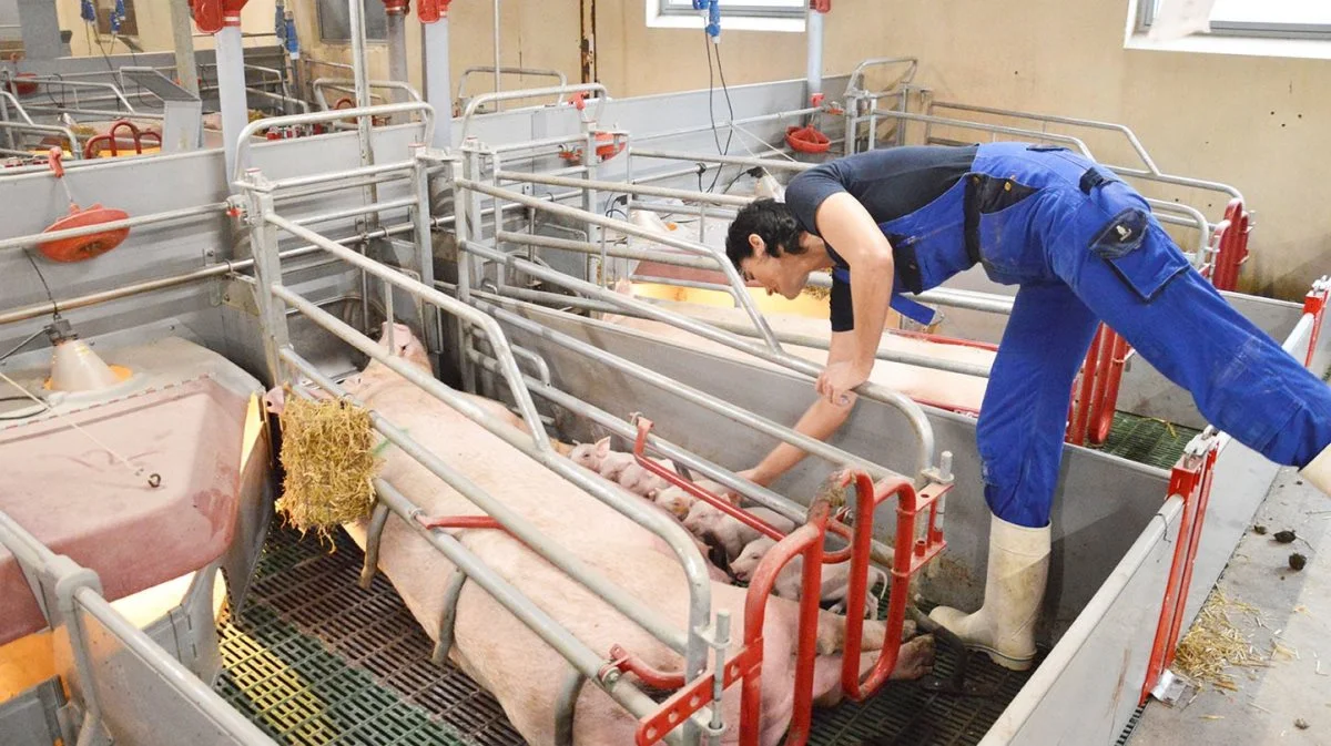 På Klostergaard er det nyansatte piger, der skulle lære opgaverne i farestalden, og med Lizette Pilegaard til at vise hvordan er de hurtigt kommet ind i rutinerne. Foto: Camilla Bønløkke