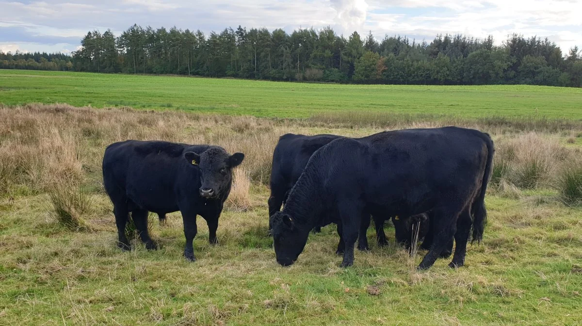 Ifølge Skovbjerg DyrlægeTeam er manglende tilsyn af besætningen typisk et problem i hobbybesætninger. Arkivfoto: Line Brusgaard
