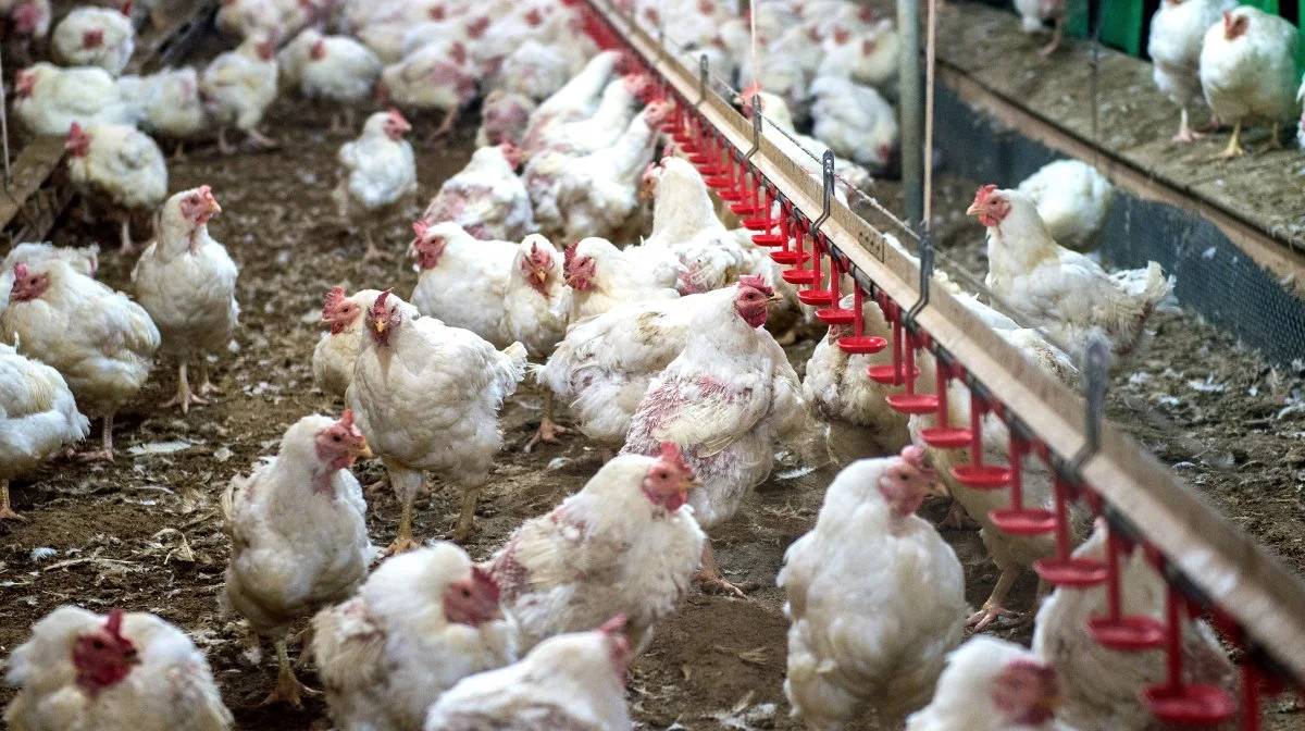 Genrefoto. Det pågældende billede stammer ikke fra den omtalte farm.