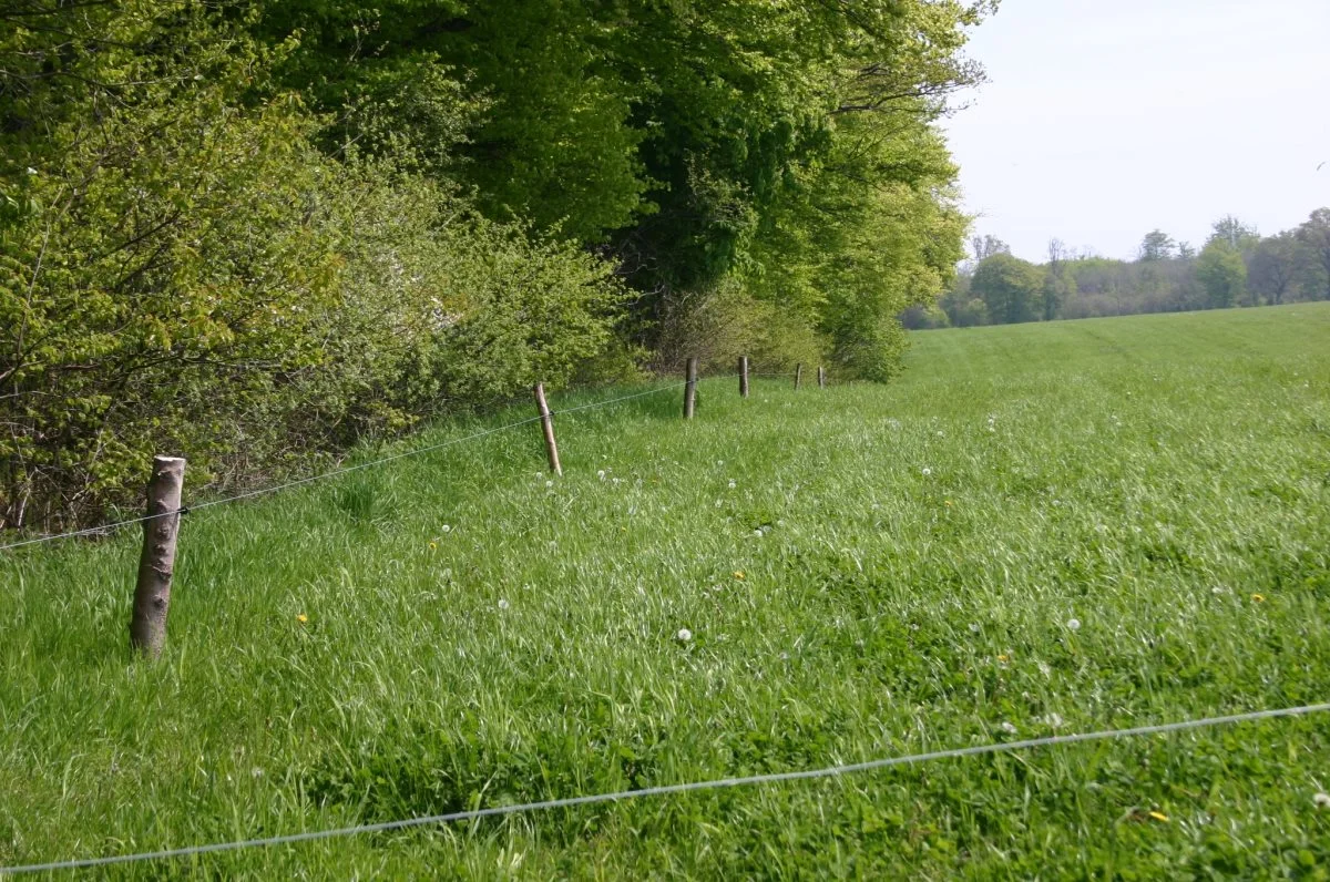 Det er oftest langs skovbryn eller levende hegn, at der forekommer snegleangreb. Foto: Arkiv