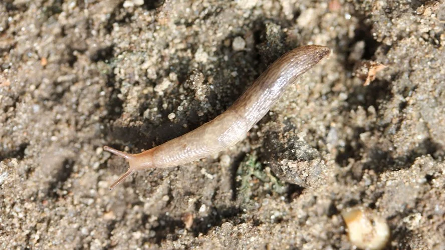 En udvokset agersnegl kan tydeligt ses, mens de nyklækkede snegle kun er få millimeter lange. Foto: Ghita Cordsen Nielsen