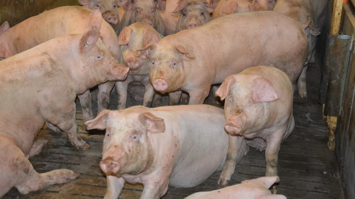 Andelshavere i Danish Crown kan forvente at få 13,80 kroner pr. kg for slagtesvin i vægtklassen 72-96,9 kg i uge 18. Arkivfoto: Camilla Bønløkke