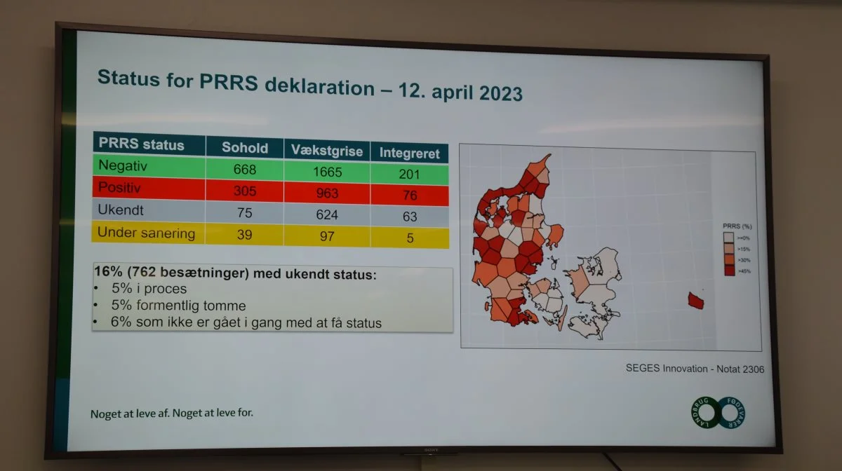 Mange besætninger på øerne øst for Storebælt er allerede negative for PRRS. Arkivfoto