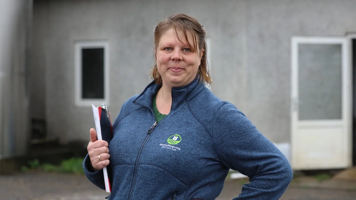 Tag en drægtig kvie eller gammel slagteko med ud i folden, så kalvene har en, de kan lære af, lyder et af rådene fra kvægrådgiver i ØkologiDanmark, Birgitte Kjemtrup Høyer.