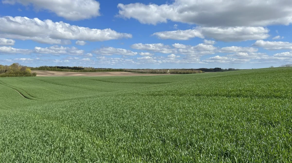 Variationer i biomasse er ofte udtryk for variationen i, hvor meget kvælstof jorden stiller til rådighed for afgrøden. Det er baggrunden for omfordelingsmodellerne i CropManager. Foto: Kasper Stougård  