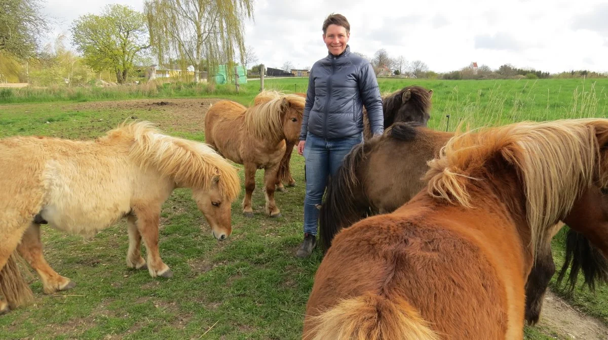 - Karakteristisk for shetlandsponyer er deres alsidighed. Målt på antallet af fødte føl er denne hesterace i dag en af de største i Danmark, fortæller Pernille Sandø. Foto: Erik Kjærgaard Christensen