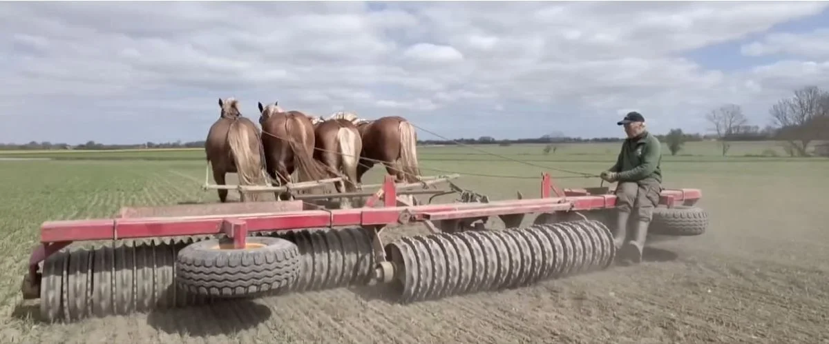 Ved Dannemare på Lolland er det 4 af Per Jørgensens i alt 12 jyske heste, der trækker Per Jørgensens 6 meter brede tromle trukket hen over hans 40 hektar nysåede markeder. Det sparer diesel og en tur i fitnesscentret, og og det tager ikke længere tid end at bruge traktor, siger han til TV2 Øst. Foto: TV2 Øst