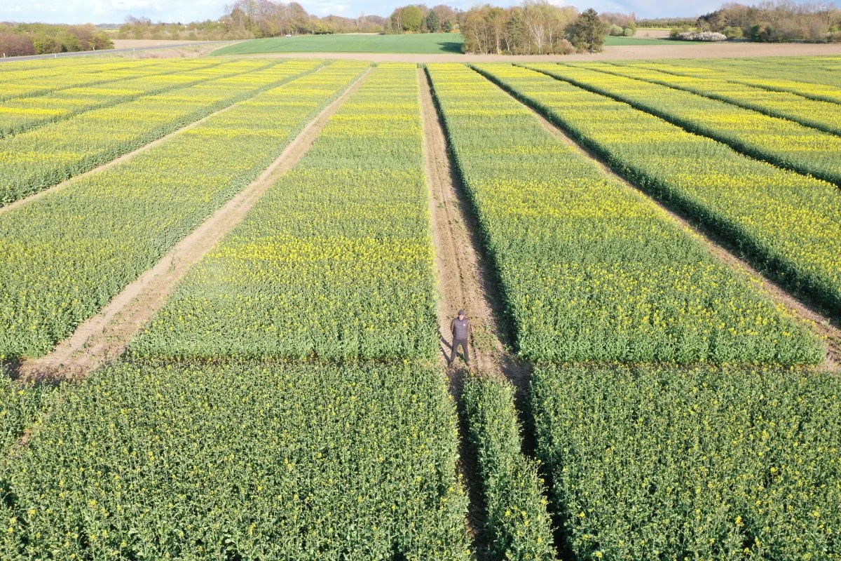 Vejen til nye hybrider, der sælges i Danmark, går gennem et intensivt forsøgsprogram. 